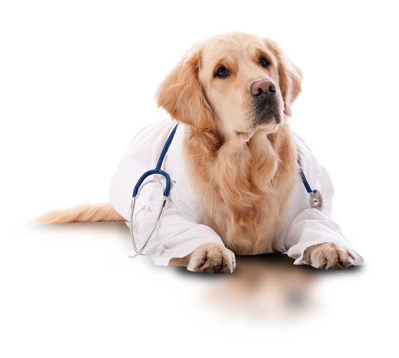 Cachorro retriever com estetoscópio e vestido de enfermeira